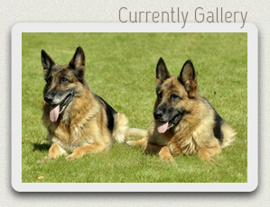 Satysfakcja FCI, German Shepherds kennel, German Shepherds
