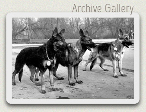 Satysfakcja FCI, German Shepherds kennel, German Shepherds