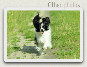 Satysfakcja FCI, German Shepherds kennel, German Shepherds