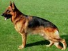Satysfakcja FCI, German Shepherds kennel, German Shepherds