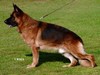Satysfakcja FCI, German Shepherds kennel, German Shepherds