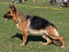 Satysfakcja FCI, German Shepherds kennel, German Shepherds