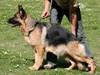 Satysfakcja FCI, German Shepherds kennel, German Shepherds