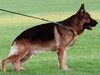Satysfakcja FCI, German Shepherds kennel, German Shepherds