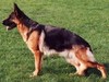 Satysfakcja FCI, German Shepherds kennel, German Shepherds