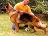 Satysfakcja FCI, German Shepherds kennel, German Shepherds