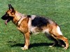 Satysfakcja FCI, German Shepherds kennel, German Shepherds