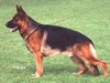 Satysfakcja FCI, German Shepherds kennel, German Shepherds