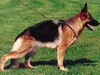 Satysfakcja FCI, German Shepherds kennel, German Shepherds