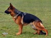 Satysfakcja FCI, German Shepherds kennel, German Shepherds