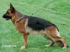 Satysfakcja FCI, German Shepherds kennel, German Shepherds