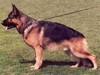 Satysfakcja FCI, German Shepherds kennel, German Shepherds
