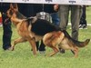 Satysfakcja FCI, German Shepherds kennel, German Shepherds