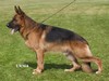 Satysfakcja FCI, German Shepherds kennel, German Shepherds