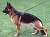 Satysfakcja FCI, German Shepherds kennel, German Shepherds