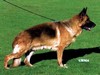 Satysfakcja FCI, German Shepherds kennel, German Shepherds