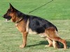 Satysfakcja FCI, German Shepherds kennel, German Shepherds
