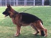 Satysfakcja FCI, German Shepherds kennel, German Shepherds