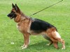 Satysfakcja FCI, German Shepherds kennel, German Shepherds
