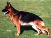 Satysfakcja FCI, German Shepherds kennel, German Shepherds
