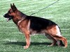 Satysfakcja FCI, German Shepherds kennel, German Shepherds