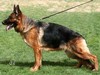 Satysfakcja FCI, German Shepherds kennel, German Shepherds