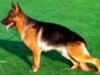 Satysfakcja FCI, German Shepherds kennel, German Shepherds