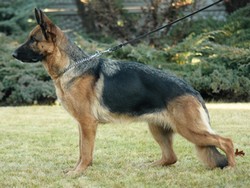 Satysfakcja FCI, German Shepherds kennel, German Shepherds