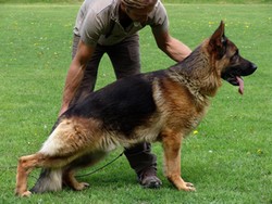Satysfakcja FCI, German Shepherds kennel, German Shepherds